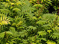 Sorbaria sorbifolia Sem IMG_4479 Tawlina jarzębolistna